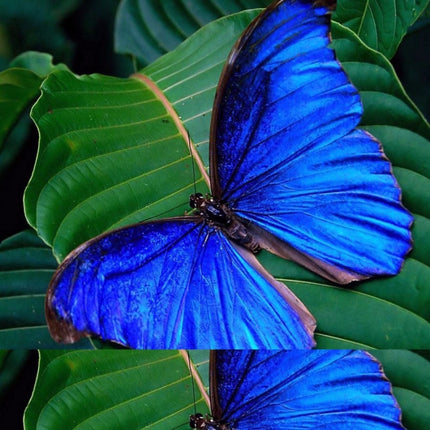 Rosolly Beautiful Blue Color Butterfly Mobile Case Cover