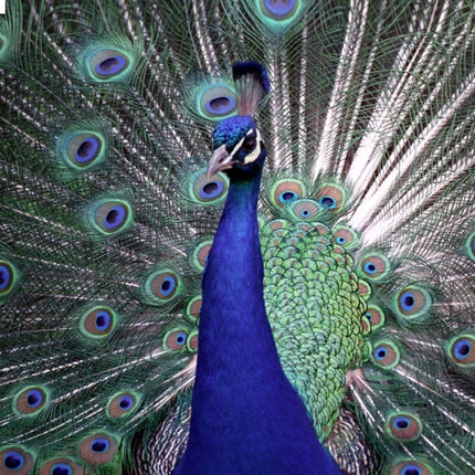 Rosolly Beautiful peocock free wallpaper Mobile Case Cover