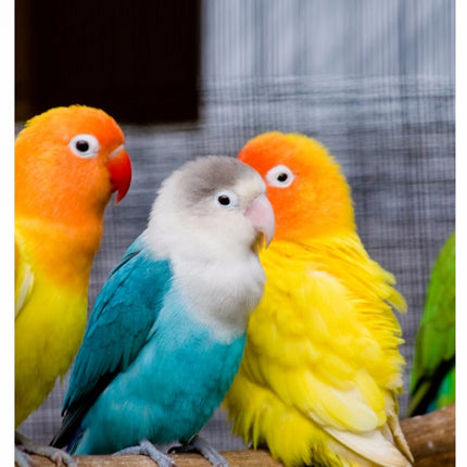 Rosolly Beautiful Love Birds Mobile Case Cover