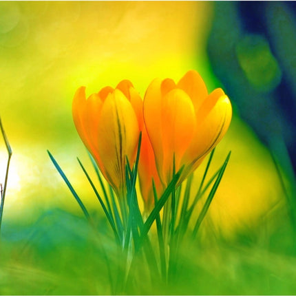 Rosolly Yellow Crocus Flowers Wallpapers Mobile Case Cover